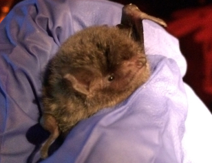 little-brown-bat-e1513448951295